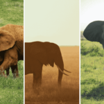 santuario elefantes chiang mai img