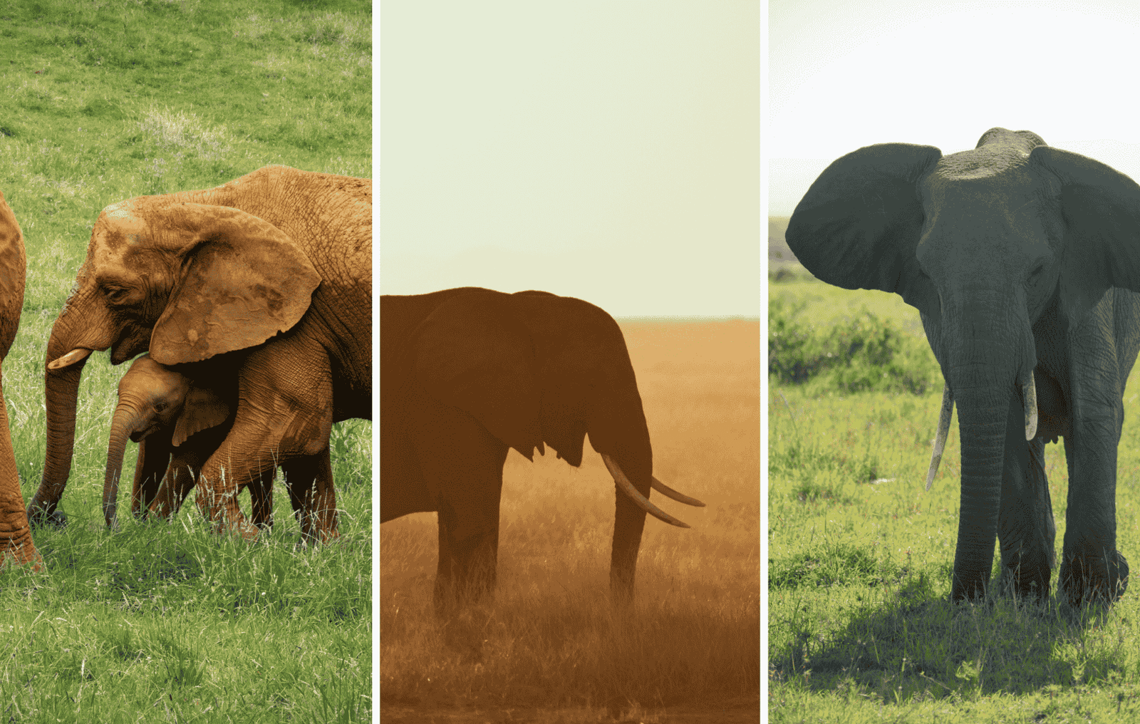 santuario elefantes chiang mai img